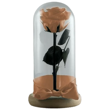 Örökrózsa üvegbúrában - Barack