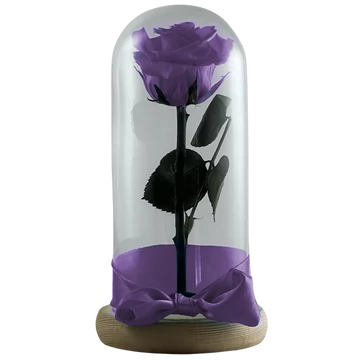 Örökrózsa üvegbúrában - Világos lila