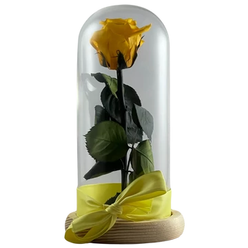 Örökrózsa üvegbúrában - sárga