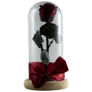 Örökrózsa üvegbúrában - Vörös