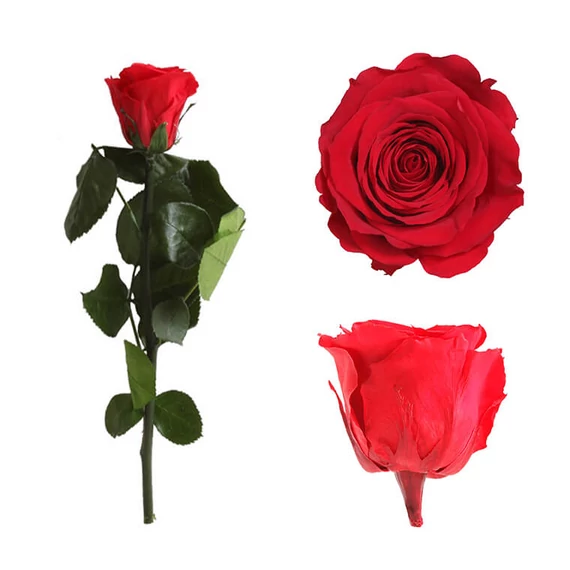 Örökrózsa díszdobozban