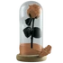 Kép 2/3 - Örökrózsa üvegbúrában - Barack